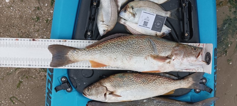 Fish Measure Picture